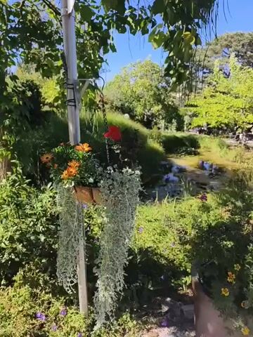 A video captures a sun-drenched natural scene. In the foreground, a metal pole supports a hanging basket overflowing with vibrant orange and red flowers, cascading with delicate, silvery foliage. Beyond this, a shallow, winding stream flows through lush green foliage and grass, with trees and sunlight dappling the landscape. The overall impression is one of serene outdoor beauty.