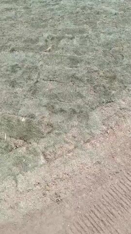 The video captures a view of a partially mowed field, with visible rows of cut grass. The field transitions to a dirt path with tire tracks on the right side of the frame. In the background, a lush green hillside rises, dotted with vegetation and occasional rocks. The sky above is a clear blue. The footage appears to be taken from a moving perspective, likely a vehicle or handheld camera, as the scene pans across the landscape.