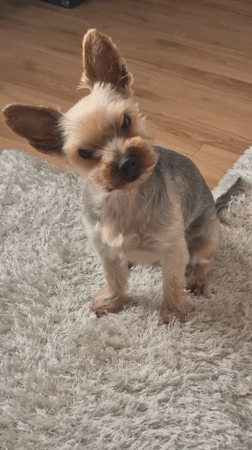 Yorkshire Terrier enjoys quiet afternoon playtime in Pavlikeni home
