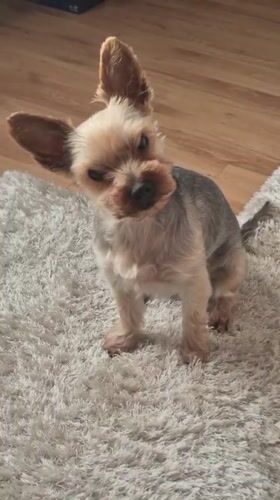Yorkshire Terrier enjoys quiet afternoon playtime in Pavlikeni home