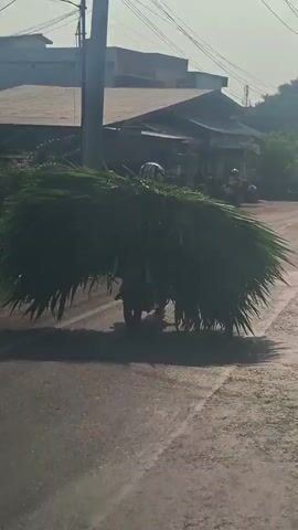 A person is riding a motorcycle down a paved road. The motorcycle is heavily laden with a large quantity of green vegetation, which extends out on either side of the motorcycle, obscuring the view of the rider and the vehicle. The rider is wearing a helmet. The environment appears to be an outdoor, possibly rural or suburban setting, with some buildings visible in the background and sunlight casting shadows on the road. The vegetation is being transported in a way that significantly impacts the motorcycle's profile and likely its maneuverability.