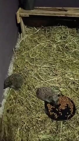 The video shows two hedgehogs in an enclosure filled with hay. One hedgehog is on the left side of the frame, facing left, partially obscured by hay. The second hedgehog is in the center-right of the frame, facing right and actively eating from a dark, shallow dish filled with kibble. The enclosure appears to be wooden and possibly has a purple wall on the left. The lighting suggests it might be nighttime or a dimly lit indoor space. The hedgehogs appear focused on their food, exhibiting typical foraging behavior. There is no visible text in the video. The setting is likely an animal rescue or a domestic enclosure in Chutove, Ukraine.