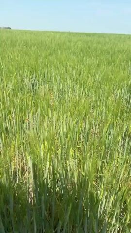The video shows a field of green crops, possibly wheat or barley, under a clear blue sky. The camera appears to be held by hand and is moving, creating a slight shakiness and a shallow depth of field. The focus is on the stalks of the crops, which are tall and dense, stretching towards the horizon. The sun casts shadows on the ground, indicating it is daytime. The overall impression is of a vast, open agricultural landscape.