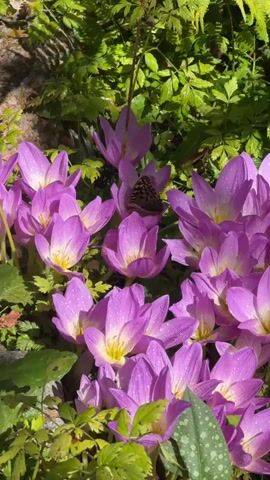 A butterfly rests on a cluster of vibrant purple flowers in a garden. The flowers have delicate petals with a yellow center and are covered in tiny water droplets. Lush green foliage, including ferns, surrounds the flowers, suggesting a natural and possibly damp environment. The lighting indicates it may be daytime, with sunlight filtering through the leaves, creating a dappled effect. The butterfly is facing left, with its wings slightly open, showcasing its intricate brown and orange patterned wings. The camera angle is close-up, focusing on the butterfly and the surrounding flowers.