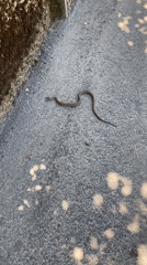 Small brown snake spotted on concrete in Milvignes, Switzerland