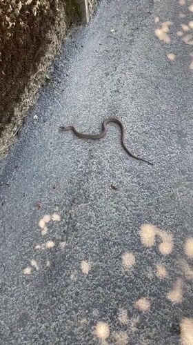 Small brown snake spotted on concrete in Milvignes, Switzerland