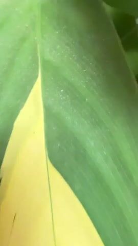 The video shows a houseplant in a brown pot. The plant has long, green leaves with yellow variegation. The camera zooms out to show more of the plant and the white surface it's sitting on.