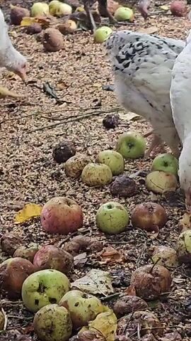 The video shows several chickens pecking at a ground covered with birdseed and fallen apples. The apples are varied in color, with some being green and others red, and some appear to be partially eaten or starting to decay. The chickens are white, with some having speckled feathers. They are actively feeding on the ground, with their heads down. The environment appears to be outdoors, possibly a farmyard or backyard, with natural light. The camera is focused on the ground and the chickens' feeding activity.