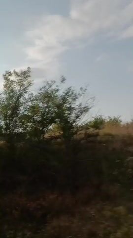 The video shows a blurry, handheld view of trees and foliage passing by, suggesting the camera is in motion, likely from a vehicle. The lighting indicates it is daytime. The trees are green and lush, with some appearing taller than others. The sky is visible above the trees, with some clouds. There are no people or specific objects clearly identifiable. The overall impression is of a natural landscape being viewed from a moving perspective.
