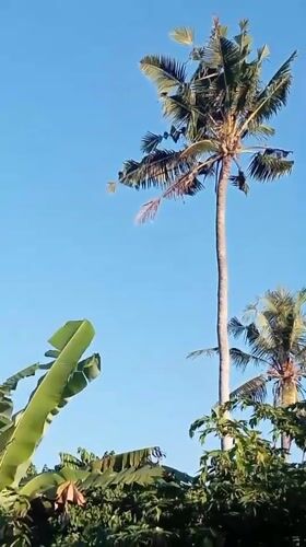Rural Blahbatuh countryside on a clear Bali morning