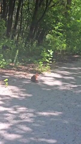A squirrel is sitting in the dirt next to a wooded area. It looks up and then runs into the bushes.