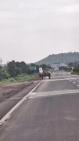 A horse-drawn cart is on a road in a rural area. The cart is loaded with agricultural produce. A man is driving the cart. The road is paved and has white lines. There are trees and hills in the background. The sky is overcast.