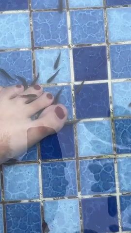 The video shows a close-up of a person's foot submerged in water with blue and white tiles at the bottom. Numerous small, dark fish are seen swimming around and nibbling at the skin of the foot, particularly around the toes and toenails. The water is clear, allowing for a view of the tiles and the fish. The overall impression is that of a fish pedicure.