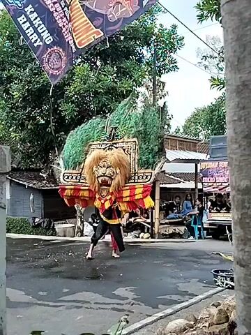 A person in a lion costume dances in the street. The costume is elaborate with a large, furry head and colorful fabric. The person is wearing black pants and red and yellow accents on their legs. The street is paved and appears wet. In the background, there are buildings, trees, and a truck. Several people are watching the performance from the side of the street. A banner with text is hanging from a pole above the dancer. The dancer moves energetically, with a lot of arm and leg movement. At one point, the dancer falls to the ground, but quickly recovers.