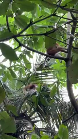 The video shows a monkey in a tree. The monkey is mostly light brown with a lighter colored underside and tail. It is sitting on a branch of a tree with green leaves, and there are other trees and foliage visible in the background. The camera angle is from below, looking up into the branches. The sky appears bright through the leaves.