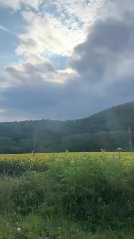 The video captures a scenic view of a rural landscape under a dramatic sky. The foreground is dominated by lush green vegetation, including tall grasses and bushes, with hints of yellow wildflowers. In the mid-ground, a vast field of sunflowers stretches out, their bright yellow faces turned towards the sky. Beyond the sunflower field, rolling hills covered in dense green forest create a natural backdrop. The sky above is a mix of blues and grays, with dramatic clouds partially obscuring the sun, allowing beams of light to break through. The overall impression is one of natural beauty and tranquility, perhaps captured from a moving vehicle given the slight motion blur and changing perspective.