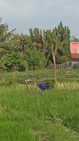 A person is in a field of tall green grass, bent over with a tool in their hands. They appear to be harvesting or cutting the grass. In the background, there are trees, some with palm fronds, and a building with a pink wall. The sky is a pale blue with some clouds. The overall scene suggests an outdoor agricultural setting.