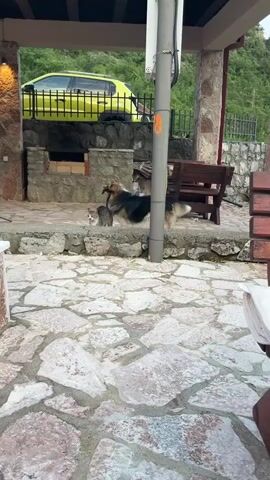 The video shows a cat and dog outside. The dog is a large, shaggy breed, mostly black and brown with a white tail. The cat is a small, gray tabby. They are standing next to each other on a stone ledge, near a gray pole with an orange number 8 on it. Behind them is a stone structure with a grill and a wooden bench. A bright yellow car is parked on a higher level in the background. The ground is paved with irregular, flat stones. The person filming appears to be sitting at a table, as part of it is visible in the bottom left corner.