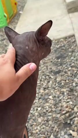 The video shows a close-up of a hairless cat's head and neck. The cat has wrinkled skin and prominent ears. The cat's fur is dark brown with lighter, dry-looking patches on its skin. The cat's eyes are visible and appear green. A hand is seen gently stroking the cat's head, causing its eyes to close in apparent pleasure. The background consists of an outdoor setting with a gravel-covered ground and a light-colored paved area. The lighting suggests it is daytime.