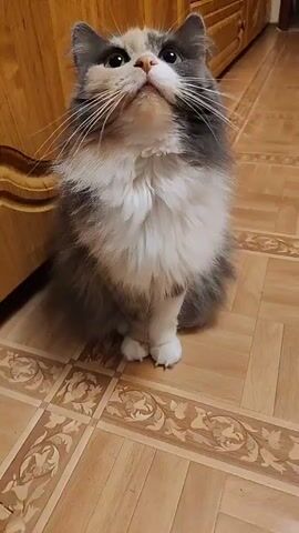 A calico cat is sitting on a tiled floor and looking up at the camera. The cat has green eyes, white paws, and a fluffy white chest. The background is blurred, but appears to be a room with wooden furniture. The video is zoomed in on the cat's face.