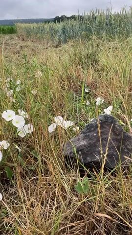The video shows a close-up of dry grass and white flowers with a dark rock in the foreground. In the background, there is a field of wheat with some parts harvested and a distant view of rolling hills and wind turbines under a cloudy sky. The camera pans slightly upwards and to the right.
