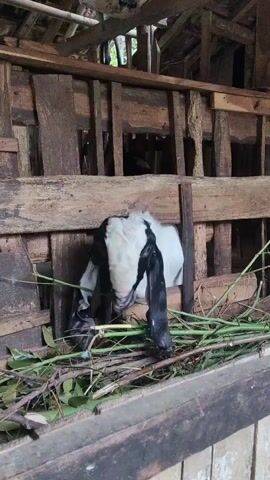 A young goat with black and white markings is eating grass in a wooden pen. The goat's head is partially obscured by wooden slats. The pen appears to be rustic, with rough-hewn wood and a thatched roof visible in the background. Green grass and branches are scattered on the ground and in front of the goat.