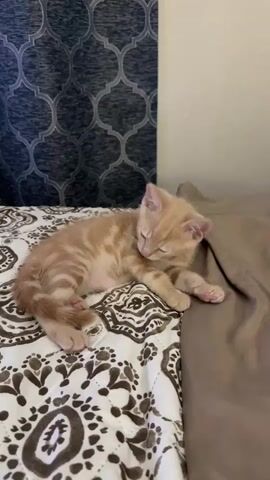A very young, orange tabby kitten with white paws is lying on a patterned bedspread. The kitten is grooming its left front paw. The background shows a blue patterned curtain and a beige wall.