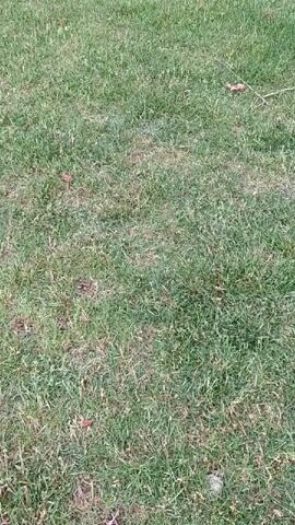 A green golf ball sits on a patch of dry, patchy grass. The camera is positioned above and slightly to the side of the ball, capturing it from a top-down perspective. The lighting is natural, suggesting an outdoor setting. There are no people or other objects visible in the frame besides the ball and the grass. The video is short, lasting only a few seconds, and the camera does not move.