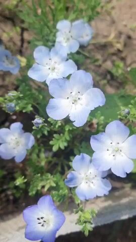 The video shows a close-up, vertical shot of several light blue and white flowers with green leaves and stems. The flowers have five petals and dark centers with visible stamens. The background is blurred and appears to be soil and possibly a concrete edge. The lighting suggests it is daytime.