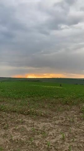 The video shows a verdant, cultivated field under a cloudy sky at dusk. Rows of young, green crops, likely corn, stretch towards the horizon, where a strip of orange sunset light is visible.  A solitary figure walks through the field, heading towards the sunset.  The ground is cracked and dry. The camera slowly zooms out, widening the view of the landscape.