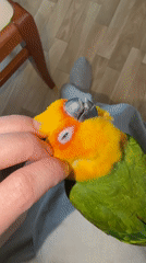 Woman interacts with Sun Conure parrot in Khimki home