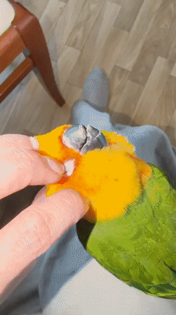 Woman interacts with Sun Conure parrot in Khimki home