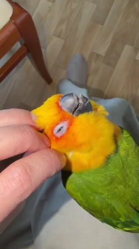 Woman interacts with Sun Conure parrot in Khimki home