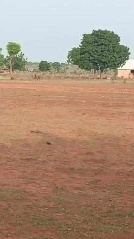 The camera is stationary and facing across a rural landscape. A large, reddish-brown field takes up most of the frame. Sparse patches of green grass are visible in the field. In the distance, there are several trees with green foliage and some buildings with what appear to be thatched roofs. The sky is light gray or white. The scene appears to be outdoors during the day.