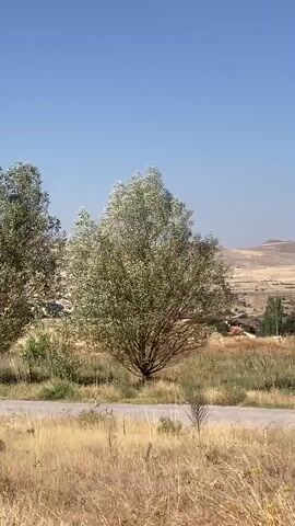 The video shows a landscape with two trees in the foreground. The tree on the right is larger and fuller, with light green leaves that appear to be rustling in the wind. The tree on the left is partially visible and appears to be similar in species. The ground is covered in dry, yellowish grass. In the background, there is a road or path, and beyond that, a hilly landscape with some scattered vegetation and structures, suggesting a rural or semi-arid environment. The sky is clear and blue. The camera is static.