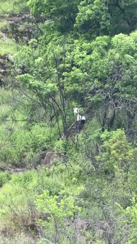 The video shows a man in the woods on a steep hillside. The man is wearing a white shirt and dark pants and is bent over, seemingly working with a tool.  The camera zooms out, revealing the hillside's steepness, and shows the surrounding green, lush landscape. At the bottom of the hillside sits a small, white building. At the very top of the hill, there is a cross. The weather is overcast.