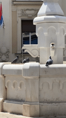 Pigeons drink and bathe at Belgrade fountain