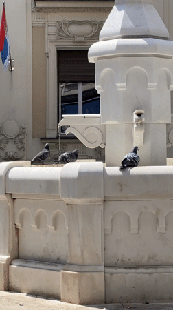 Pigeons drink and bathe at Belgrade fountain
