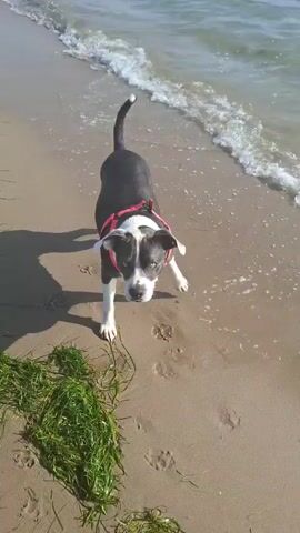 A black and white pitbull dog with a red collar stands on a sandy beach near the water. The dog faces the camera with its ears perked. Gentle waves lap at the shore. Seaweed is visible in the foreground. The dog's shadow is cast on the sand.