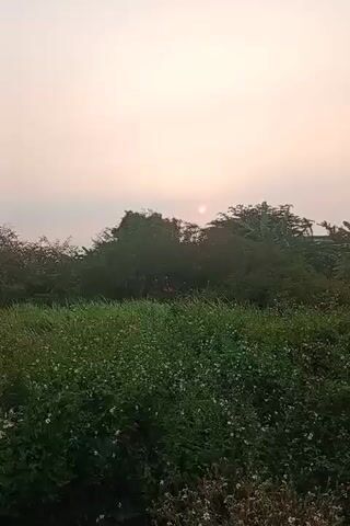A video captured with a mobile phone shows a natural outdoor scene. The camera is pointed towards the sky and the sun, which appears as a bright, round orb partially obscured by trees. The sky is a soft, pale orange or pink, suggesting either sunrise or sunset. In the foreground, there is lush green vegetation, including tall grass and smaller plants with white flowers. The overall atmosphere is serene and peaceful, with the natural elements dominating the frame. There are no people or man-made objects visible in the shot. The wind appears to be gently rustling the leaves and grass, adding a sense of movement to the otherwise still landscape.