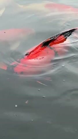 This media file shows a close-up, overhead view of several koi fish swimming in dark, murky water. The fish are primarily bright red with black markings. One fish in the foreground is particularly prominent, with a large portion of its body visible, showing a vibrant red color with distinct black patterns on its head and along its dorsal side. Its mouth is open, and it appears to be actively feeding or interacting with something in the water, as evidenced by the disturbance and bubbles around its head. Smaller, reddish fish are also visible in the background, swimming near the larger koi.

The water surface is disturbed by the movement of the fish, creating ripples and reflections. The lighting suggests an overcast or shaded environment, as there are no harsh shadows and the colors appear somewhat muted. The overall impression is of a natural pond or water feature, likely in a park or garden setting, given the presence of koi. The location context provided, Ban Na Chom Thian, Thailand, suggests a tropical or subtropical climate, which would be consistent with keeping koi in outdoor ponds. There is no visible text in the media file. The activity captured is the feeding or movement of koi fish in their aquatic environment.