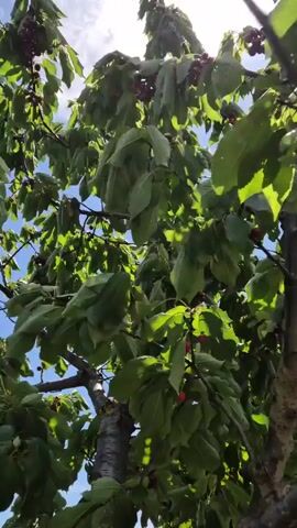 The camera looks up into a cherry tree with many green leaves. There are some ripe, dark red cherries visible among the leaves. The sky is blue, and the sun shines brightly.
