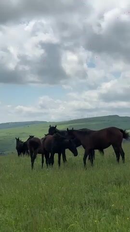 The video shows a herd of horses in a grassy field under a cloudy sky. The horses are mostly dark brown and black. They are gathered together in the middle of the frame, with some grazing and others standing around. In the background, there are rolling green hills and some wind turbines visible. The sky is a mix of blue and white clouds. There are a few small, pinkish blurry objects floating in the upper part of the sky. The camera is positioned at ground level, looking slightly upwards towards the horses and the landscape. The overall scene is peaceful and natural.