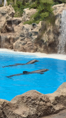 Dolphin show and park scenes at Loro Parque, Tenerife