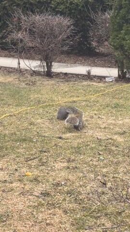 The video shows two squirrels on a grassy lawn. They appear to be interacting, possibly playing or fighting. The lawn is patchy with some bare spots and fallen leaves. A yellow extension cord lies across the grass. In the background, there are bushes, trees, and a sidewalk. A brick building is partially visible in the upper left corner. The sky is overcast.