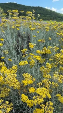 A video shows a close-up view of yellow flowers with gray-green foliage. In the background, a field of purple flowers is visible, followed by rolling green hills under a blue sky with scattered clouds. The camera pans slightly to the right, revealing more of the flower fields and landscape.