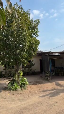 A video pans across a rural property under a bright, partly cloudy sky. In the foreground, a dirt path leads towards a small, single-story house with a covered porch. A large, leafy tree stands in the center of the frame, with other smaller trees and dense green foliage surrounding the house. The house appears to have a dark-colored roof and light-colored walls. The overall impression is of a simple, well-maintained dwelling in a tropical or sub-tropical environment.