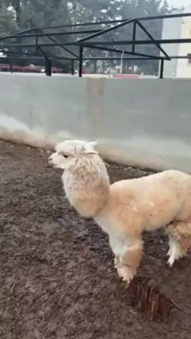 The video shows an alpaca and a goat standing in a muddy enclosure. The alpaca is light brown with a thick, wooly neck. The goat is white with small horns. The enclosure is surrounded by a concrete wall and a metal fence. There are trees in the background. The ground is muddy. The camera pans to the right.