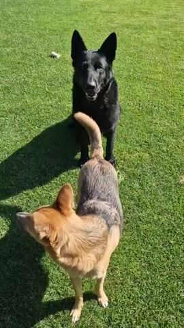 Two dogs are on a grassy lawn. The dog in the foreground is tan and brown with erect ears. The dog in the background is solid black, also with erect ears, and is looking at the camera. The black dog's tail is curved and touching the tan and brown dog's back. The dogs are facing away from each other, with the tan and brown dog looking to its left and the black dog looking forward. The grass is green and appears to be well-maintained. There is a shadow cast on the grass in the lower left of the frame, suggesting the sun is to the left.