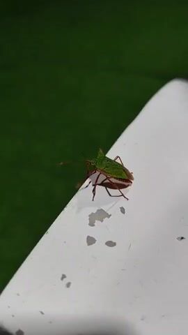 The video shows a close-up, stationary shot of a green stink bug on a white surface, with a blurred green background. The bug is positioned on the edge of the white surface and appears to be walking. The lighting is dim. The video cuts out after a few seconds, with the bug no longer visible.